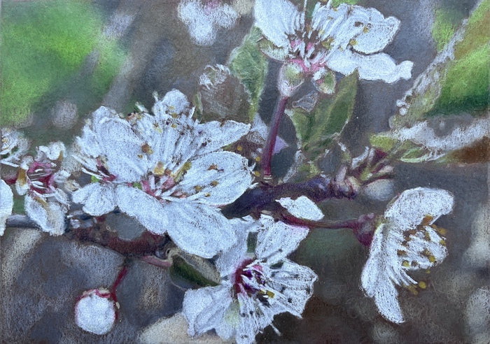 Cherry Blossoms, 2023, colored pencil on paper, 9 x 7 in. / 22.86 x 17.78 cm.