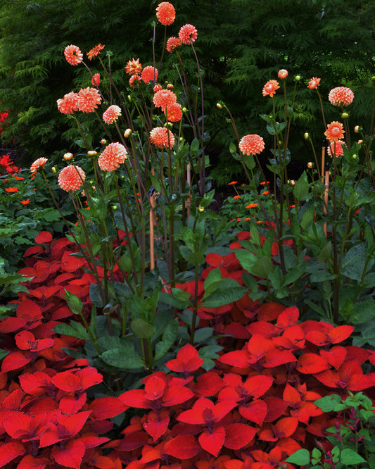 Coleus Dahlias, 2023, photography, 20 x 30 in. / 50.8 x 76.2 cm.