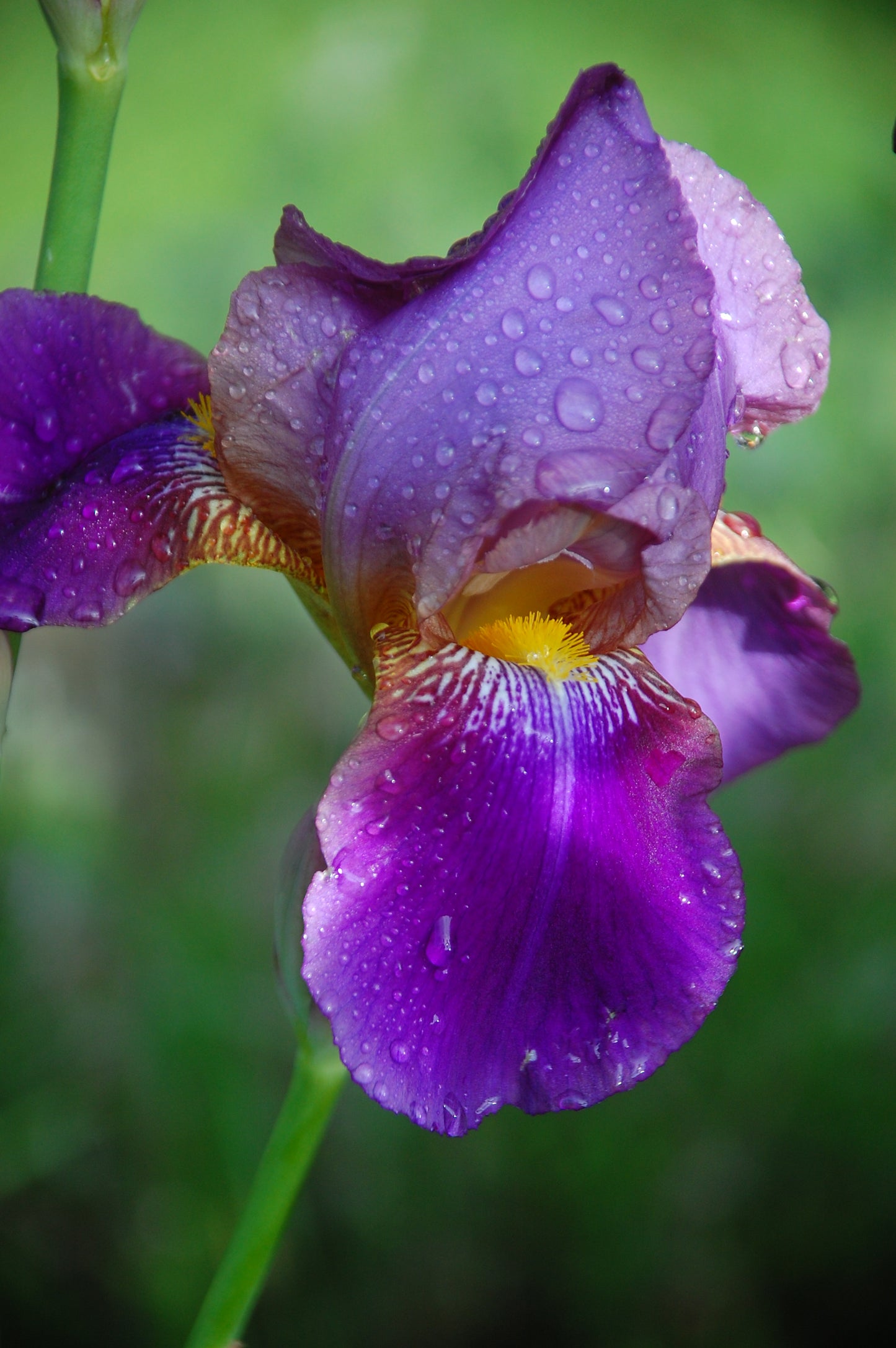 Iris, 2025, photography, 20 x 16 in. / 50.8 x 40.64 cm.