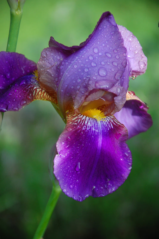 Iris, 2025, photography, 20 x 16 in. / 50.8 x 40.64 cm.