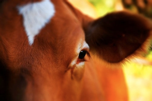 Maui Cow, 2025, photography, 20 x 16 in. / 50.8 x 40.64 cm.