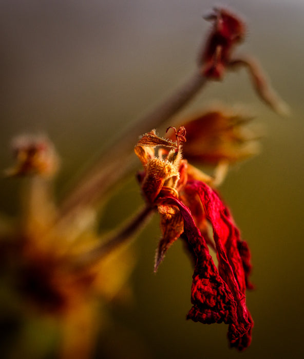 Dead Red, 2022, photography, 17 x 22 in. / 43.18 x 55.88 cm.