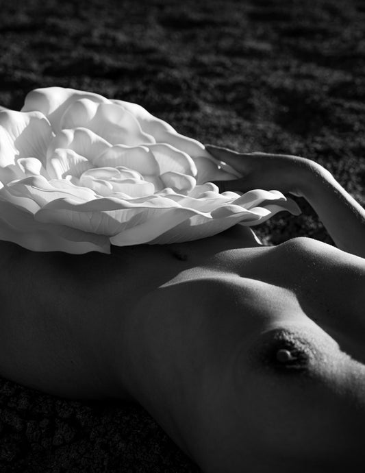 Delicate Petal, 2024, digital photography, 24 x 36 in. / 60.96 x 91.44 cm.