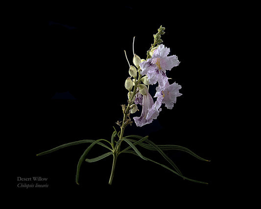 Desert Willow On Black, 2023, archival pigment print, 16 x 20 in. / 40.64 x 50.8 cm.