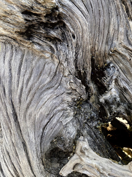 Driftwood Swirls, 2023, photography, 11 x 14 in. / 27.94 x 35.56 cm.