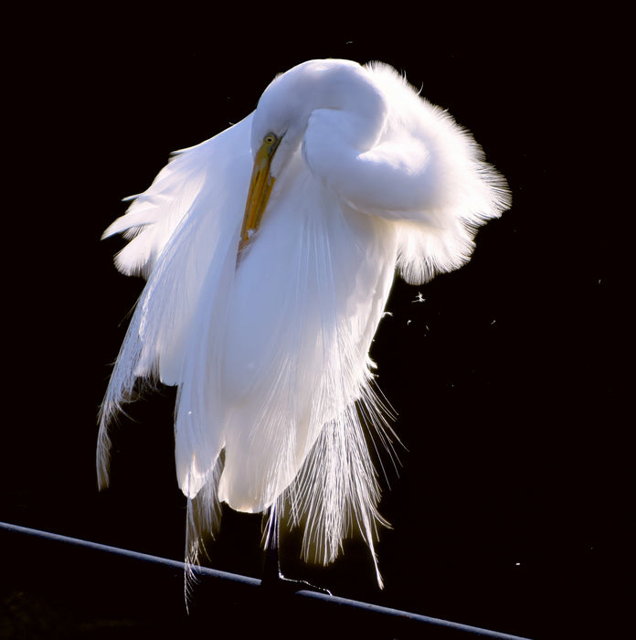 Egret Preening, 2017, photography, 12 x 8 in. / 30.48 x 20.32 cm.