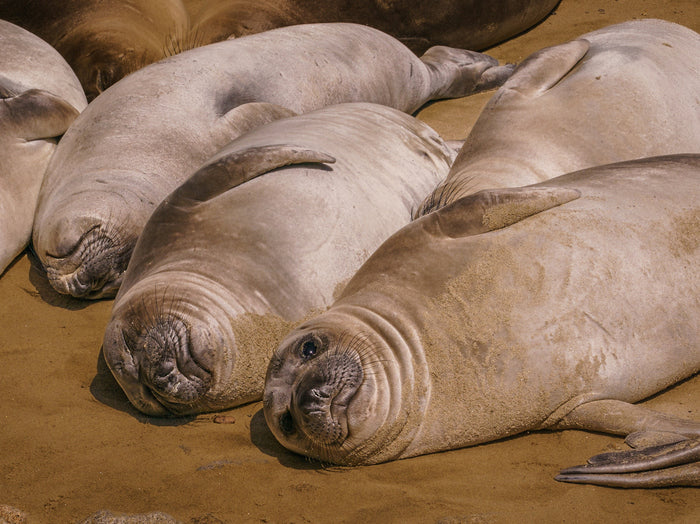 Elephant Seal Pups, 2021, dye infused metal photographic print, 12 x 8 in. / 30.48 x 20.32 cm.