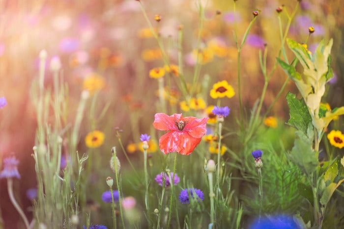 Flowering Dreams, 2023, photography, 13 x 20 in. / 33.02 x 50.8 cm.