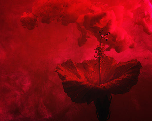From the Series Submerged: Hibiscus in a Red Dress, 2021, photography, 16 x 20 in. / 40.64 x 50.8 cm.