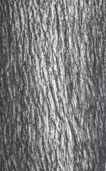 Full Moon Maple, 2023, charcoal, 30 x 24 in. / 76.2 x 60.96 cm.