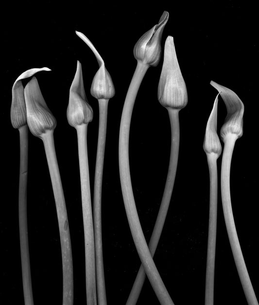 Garlic Scapes from Frank's Quality Produce, 2011, inkjet print of digital scan, 9 x 7 in. / 22.86 x 17.78 cm.