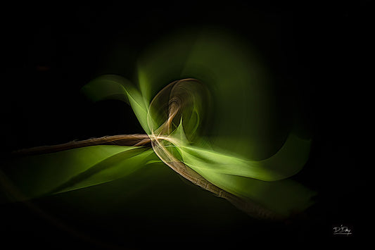 Gateway to the Jungle, 2023, photography, 11 x 14 in. / 27.94 x 35.56 cm.