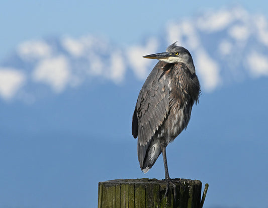 Great Blue Heron and the Olympic Mountains, 2021, photography, 8 x 10 in. / 20.32 x 25.4 cm.