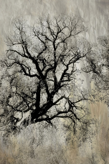Green Ashes, 2024, photography, 16 x 20 in. / 40.64 x 50.8 cm.