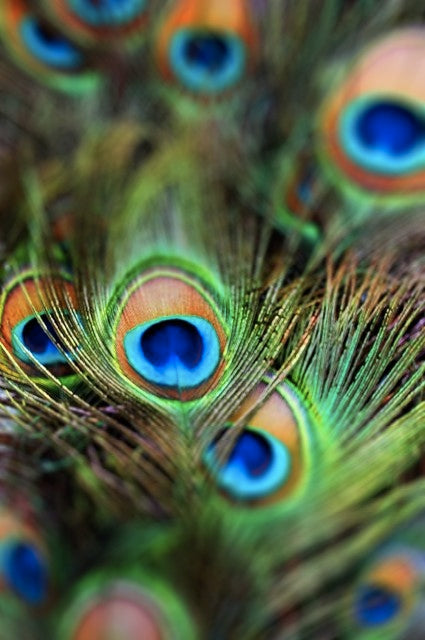 Peacock Feathers, 2025, photography, 20 x 16 in. / 50.8 x 40.64 cm.