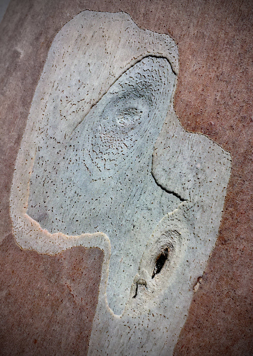 Hidden Tree Creatures - Sleepy Man in Cap, 2024, photography, 11 x 8.5 in. / 27.94 x 21.59 cm.