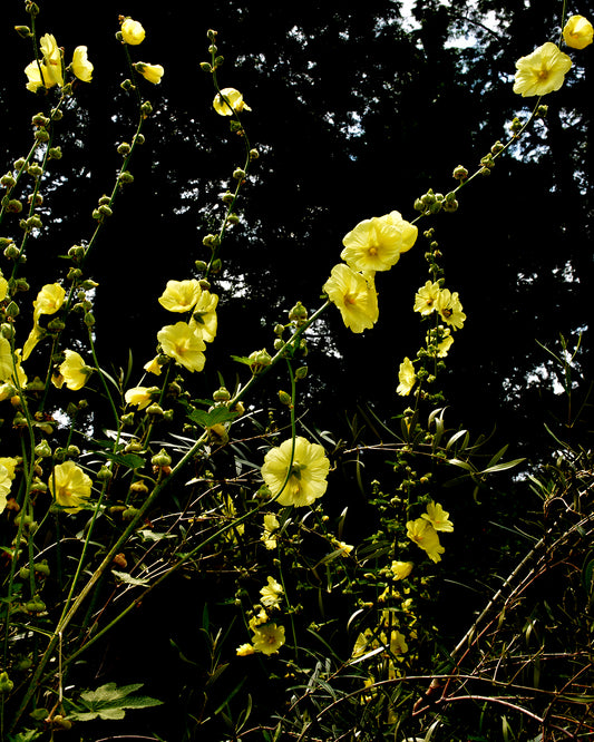 Hollyhocks, 2023, photography, 20 x 30 in. / 50.8 x 76.2 cm.