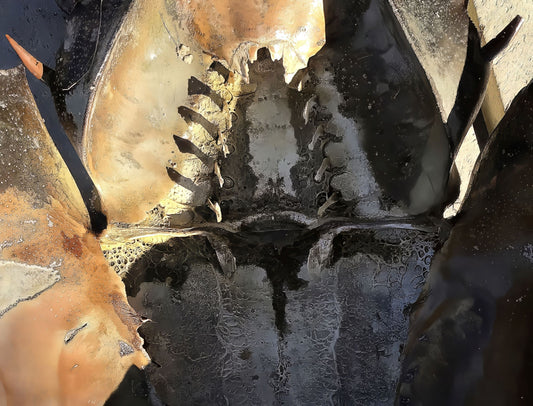 Horseshoe Crab Symmetry, 2022, photography, 11 x 14 in. / 27.94 x 35.56 cm.