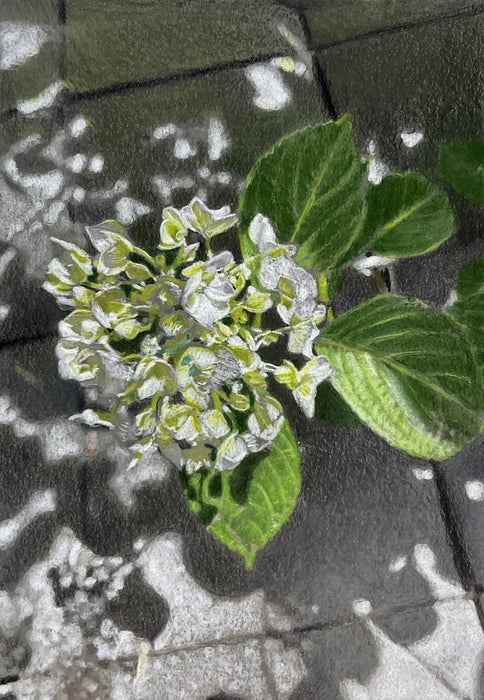 Hydrangea, 2023, colored pencil on grey paper, 12 x 9 in. / 30.48 x 22.86 cm.