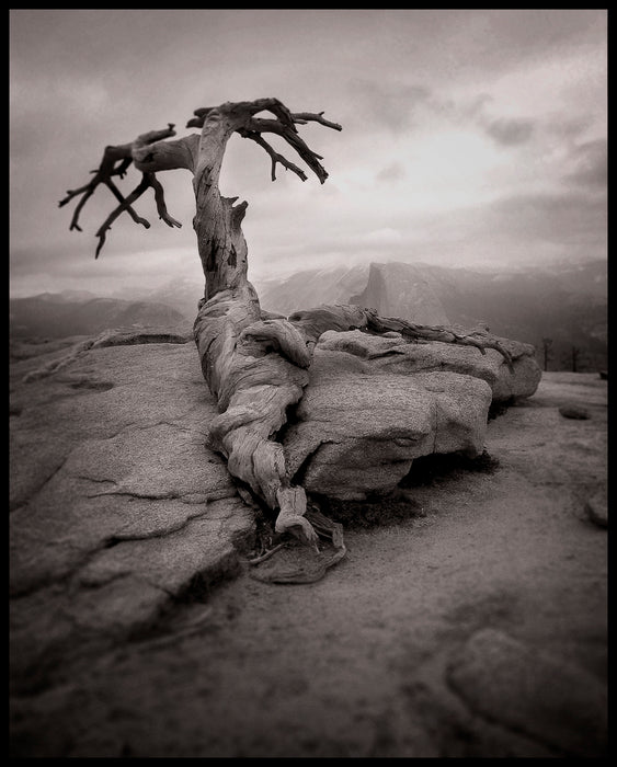 Yosemite Tree, 2017, archival inkjet print, 10 x 8 in. / 25.4 x 20.32 cm.