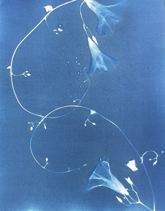 Morning Glory Vines and Blooms #2, 2021, cyanotype, 15 x 11 in. / 38.1 x 27.94 cm.