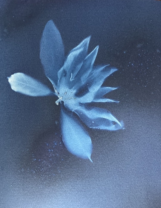 Magnolia Bloom, 2021, cyanotype, 8 x 10 in. / 20.32 x 25.4 cm.