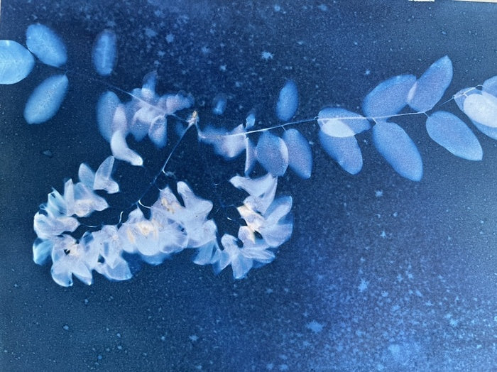 Black Locust Blooms, 2021, cyanotype, 8 x 10 in. / 20.32 x 25.4 cm.