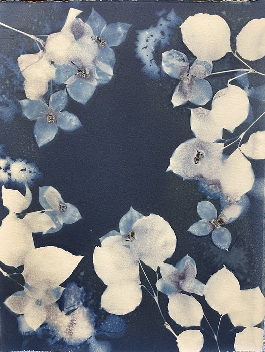 Dogwood Blooms with Leaves, 2022, cyanotype, 14 x 11 in. / 35.56 x 27.94 cm.