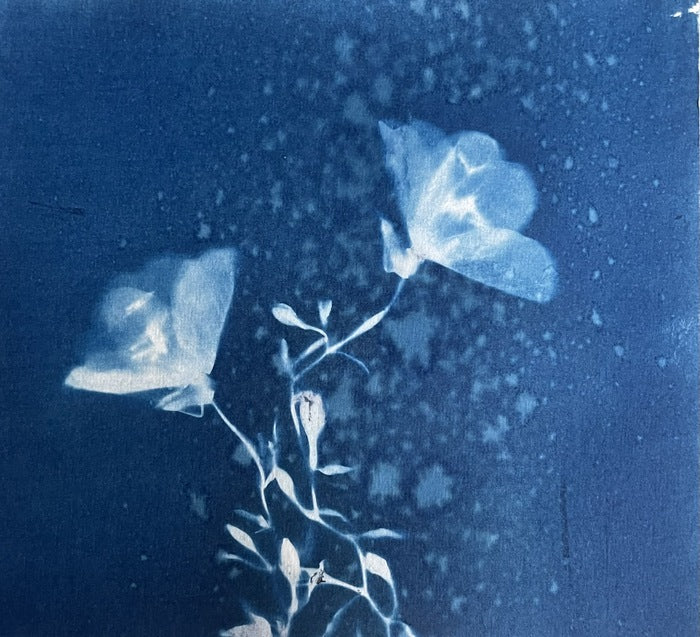 Evening Primrose, 2022, cyanotype, 6 x 6 in. / 15.24 x 15.24 cm.