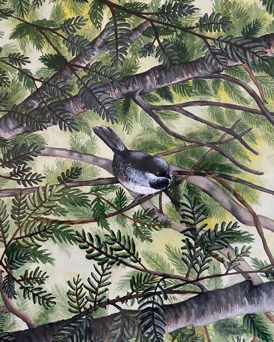 Chickadee, 1981, watercolor, 20 x 17 in. / 50.8 x 43.18 cm.