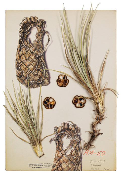 Migration, 2023, colored pencil on yucca glauca herbarium sample, 21 x 16 in. / 53.34 x 40.64 cm.