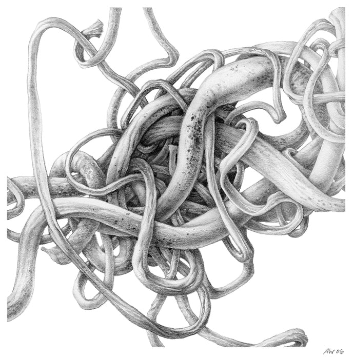 Kelp 10pm, 2006, graphite on paper, 8 x 8 in. / 20.32 x 20.32 cm.