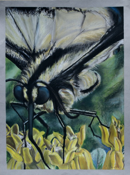 Swallowtail on Asclepius, 2024, chalk pastels, 24 x 18 in. / 60.96 x 45.72 cm.