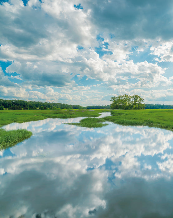What Is So Rare As A Day in June, 2015, archival digital print, 16 x 20 in. / 40.64 x 50.8 cm.