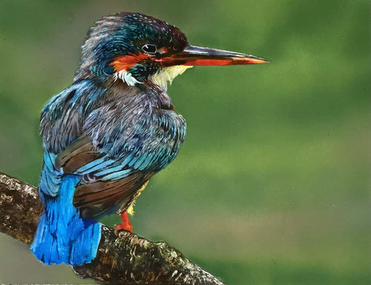 Kingfisher, 2025, airbrush on paper, 10 x 13 in. / 25.4 x 33.02 cm.