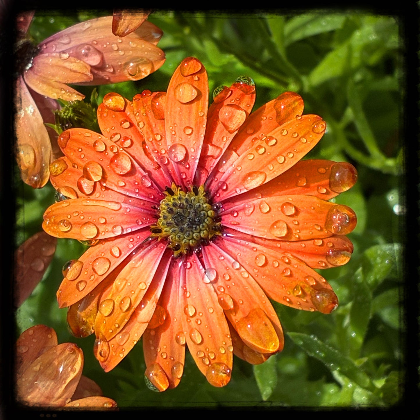 Osteospermum - Orange, 2025, photography, 16 x 16 in. / 40.64 x 40.64 cm.