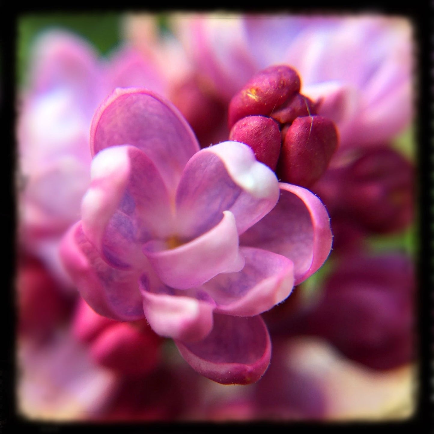 Lilac, 2025, photography, 16 x 16 in. / 40.64 x 40.64 cm.
