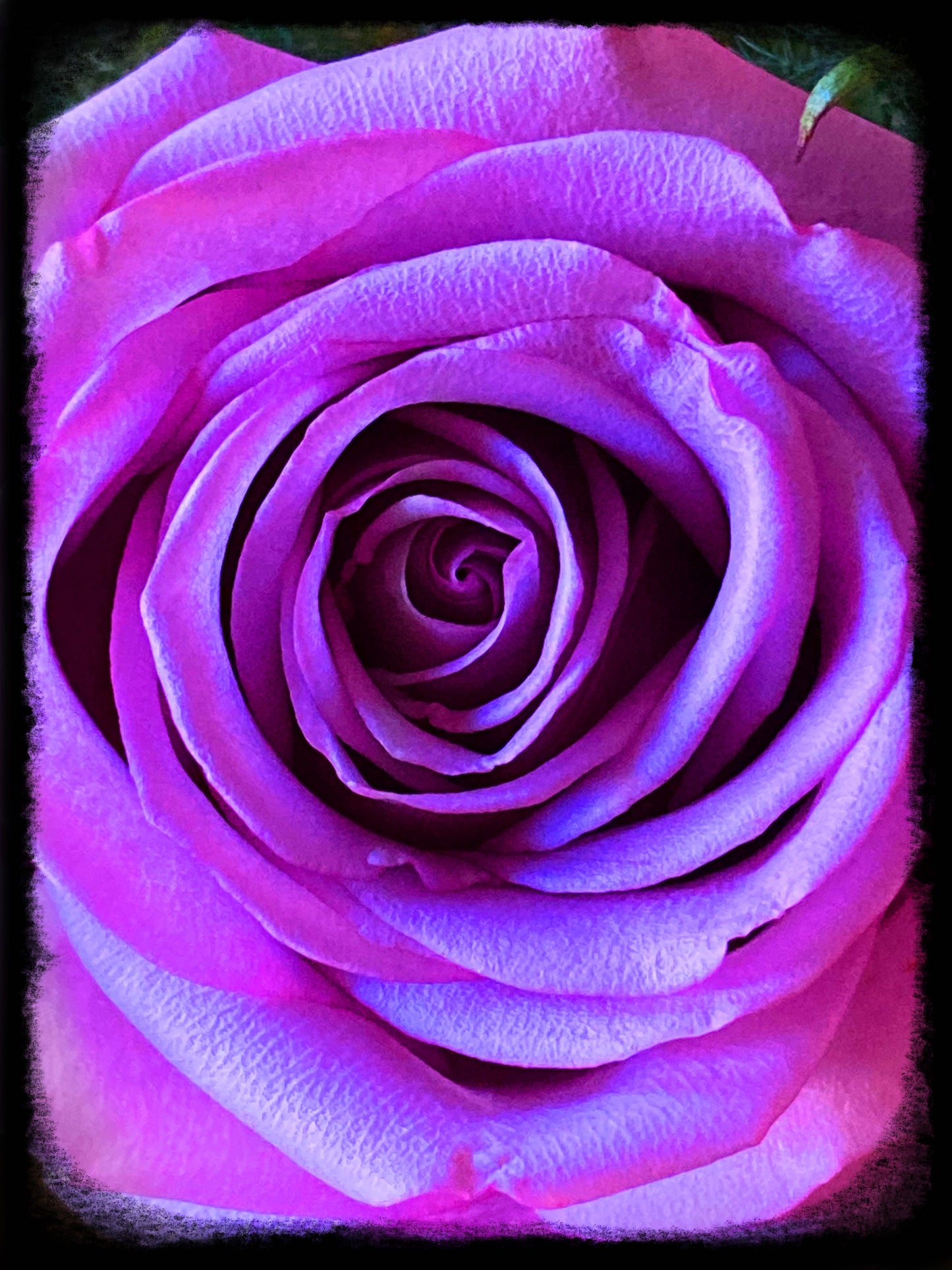 Rose - Lavender, 2025, photography, 16 x 16 in. / 40.64 x 40.64 cm.