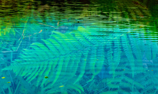 Fern Dreaming, 2025, digital photography, 75 x 45 cm. / 29.5 x 17.7 in.