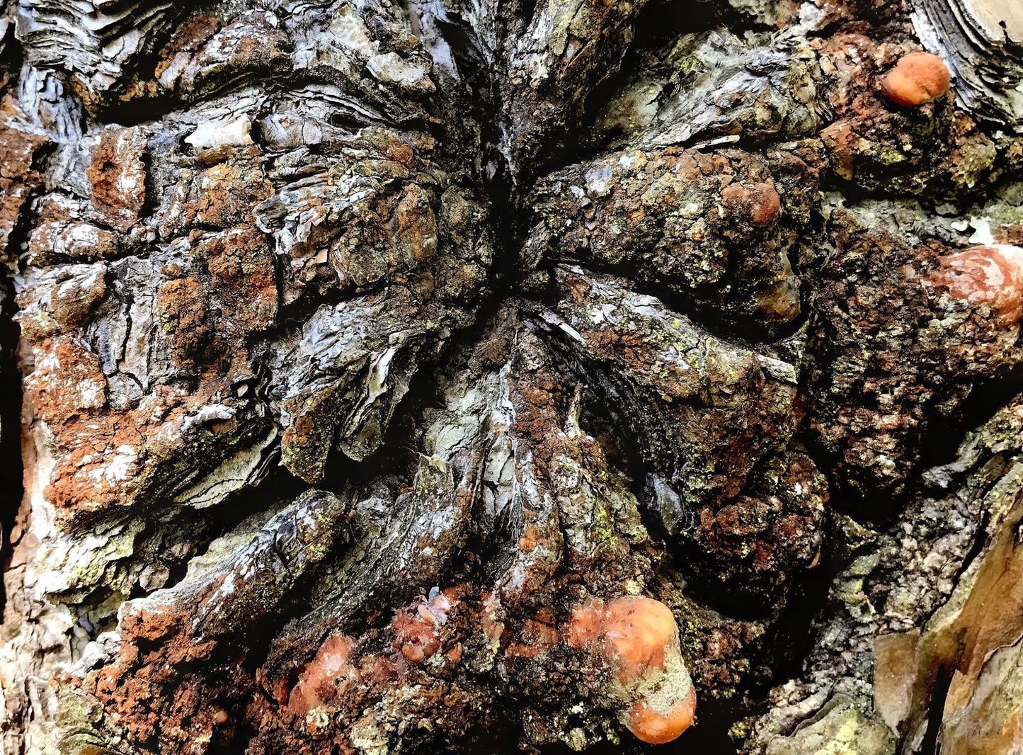 Inward Expressions, 2023, photography, 11 x 14 in. / 27.94 x 35.56 cm.