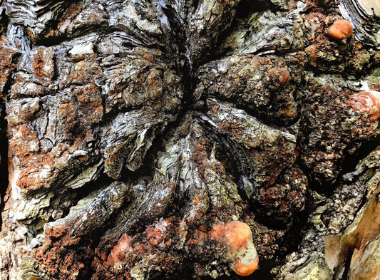 Inward Expressions, 2023, photography, 11 x 14 in. / 27.94 x 35.56 cm.