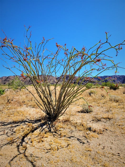 Joshua Tree, 2020, photography, 16 x 20 in. / 40.64 x 50.8 cm.