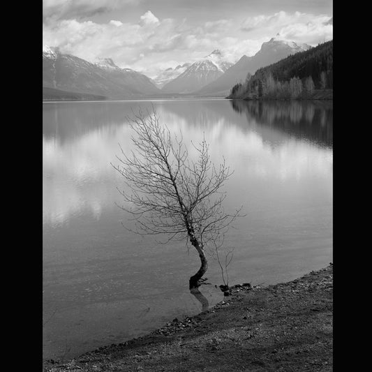 Lake McDonald, 2009, silver gelatin photograph, 28 x 22 in. / 71.12 x 55.88 cm.