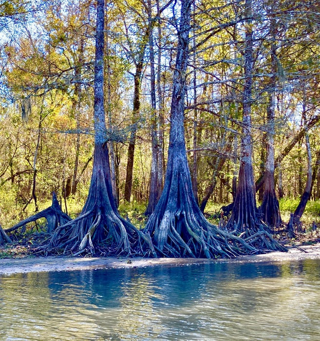 Cypress of Atchafalaya Basin, LA, 2023, photography, 24 x 24 in. / 60.96 x 60.96 cm.