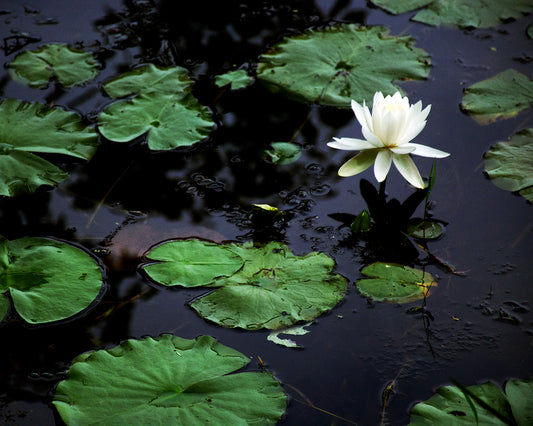 Egyptian Lotus, 2018, photography, 20 x 30 in. / 50.8 x 76.2 cm.