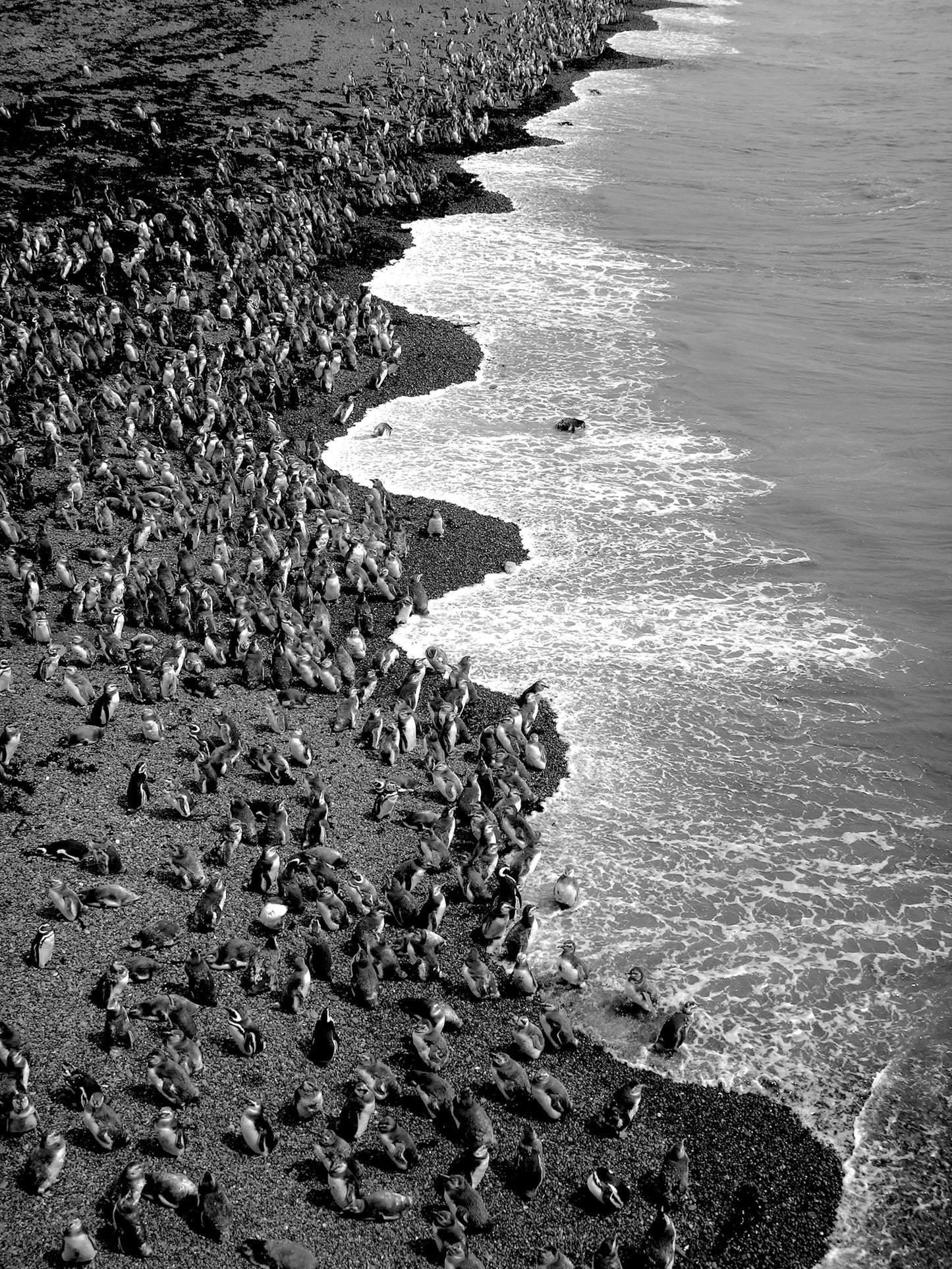 Magellanic Penguins Argentina, 2024, photography, 13 x 18 in. / 33.02 x 45.72 cm.