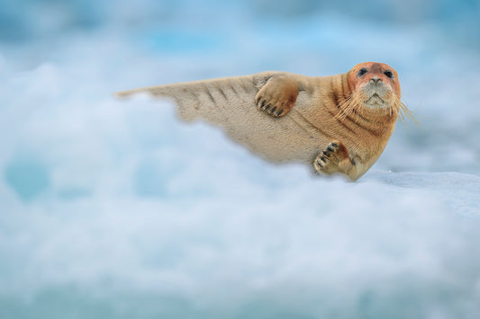 Rusty the Bearded Seal, 2025, chromaluxe aluminum, 16 x 24 in. / 40.64 x 60.96 cm.