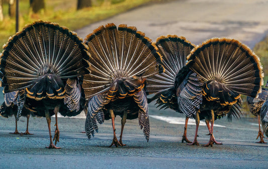 Mooned by Turkeys, 2021, photographic print on dye infused metal, 12 x 16 in. / 30.48 x 40.64 cm.