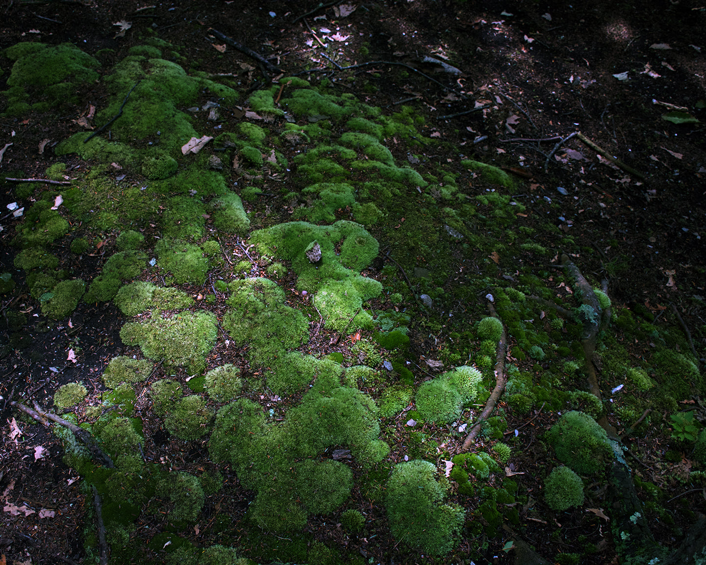 Moss, 2018, photography, 20 x 30 in. / 50.8 x 76.2 cm.