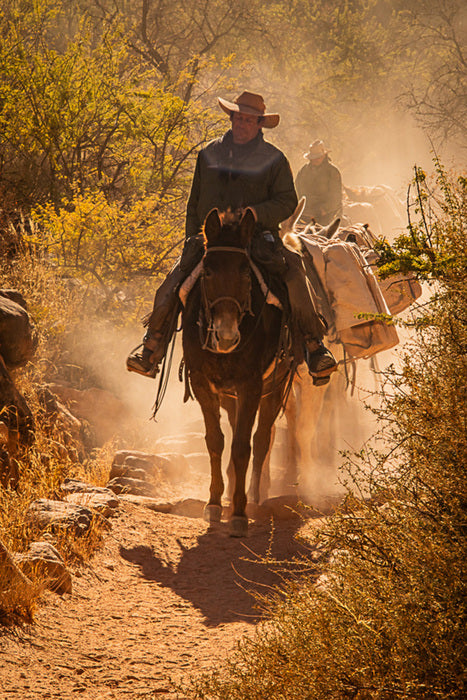 Mule Train, 2023, photography, 20 x 30 in. / 50.8 x 76.2 cm.